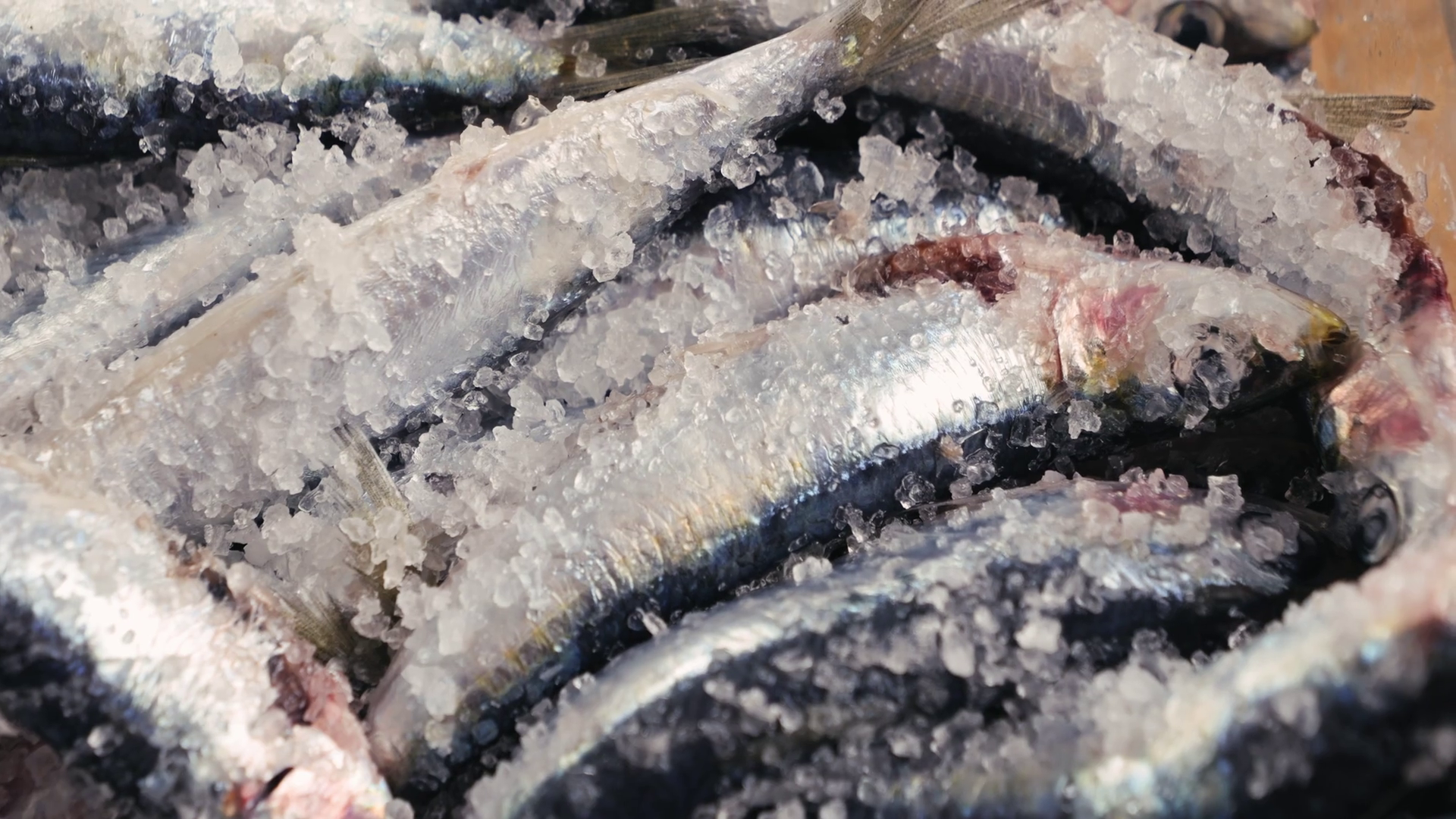 Chef Cooking Fresh Sea Sardines Anchovy Fish Stock Footage SBV ...