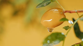 Ripe olive on yellow background close-up. Falling olive oil drops.