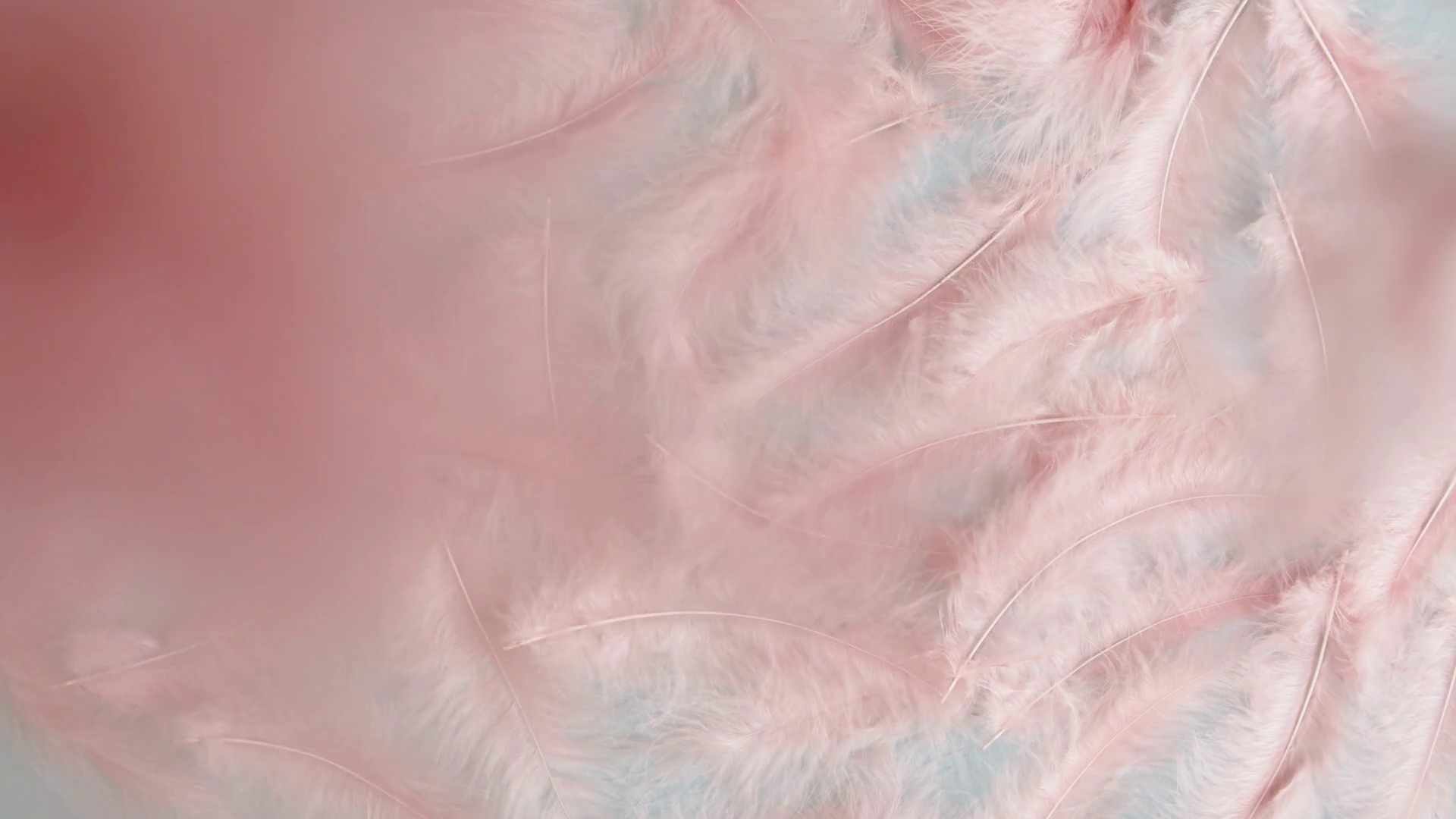 Pink Feathers Texture Top View Falling Soft Stock Footage SBV347148615