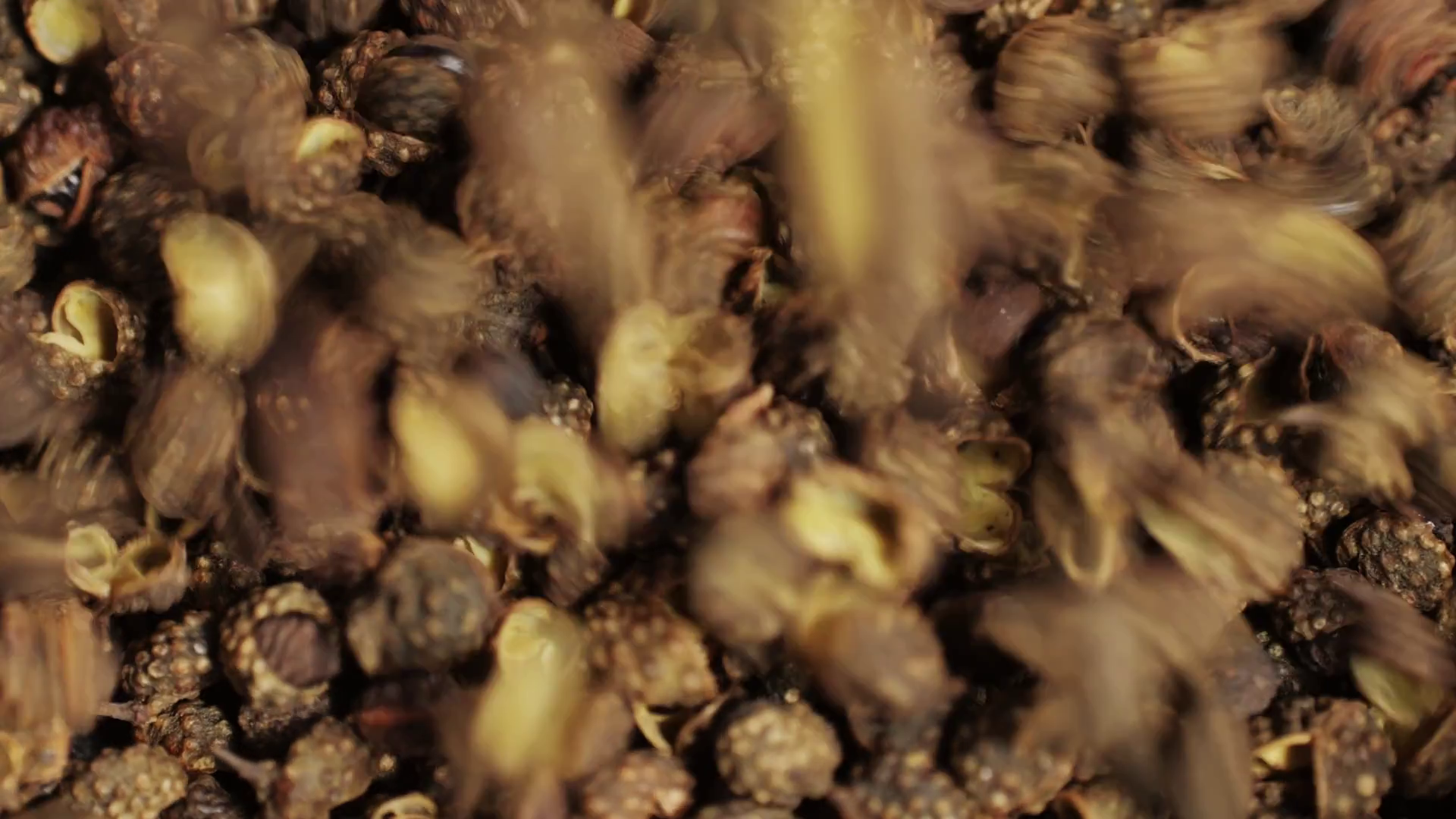 Dried Black Pepper Falling Down In Grey Stock Footage SBV-348763766 ...