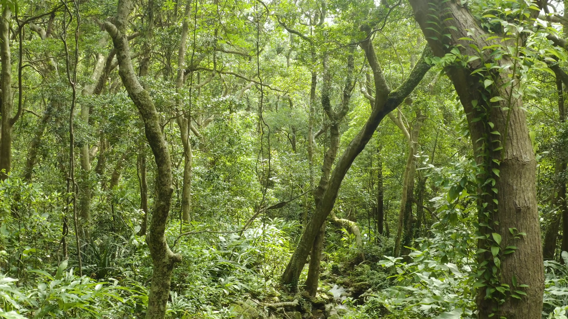 Drone View Of Aerial Of Tropical Rainforest Stock Footage SBV-352550713 ...