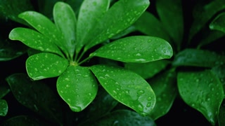 Raindrops falling on green leaves.
