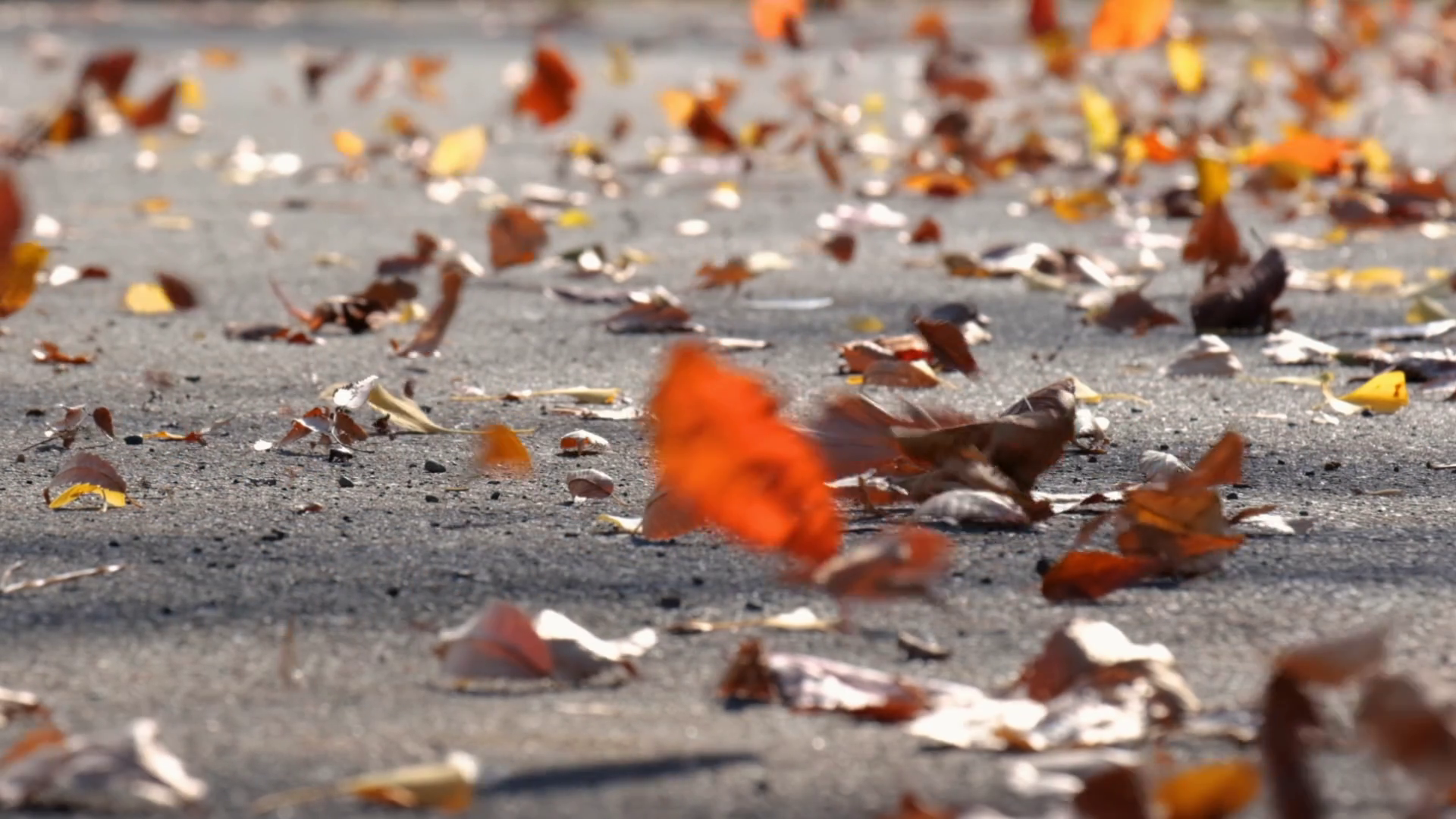 Wind Sweeping Fallen Leaves On Ground Stock Footage SBV-352684295 ...