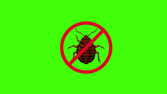 Bug Green Screen Stock Footage: Royalty-Free Video Clips - Storyblocks