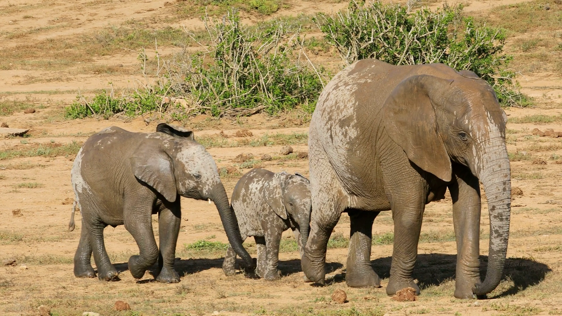 An African Elephant Cow (loxodonta Africana) Stock Footage SBV ...