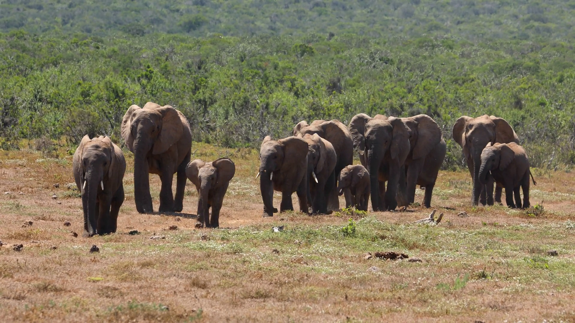 A Herd Of African Elephants (loxodonta Stock Footage SBV-352514090 ...