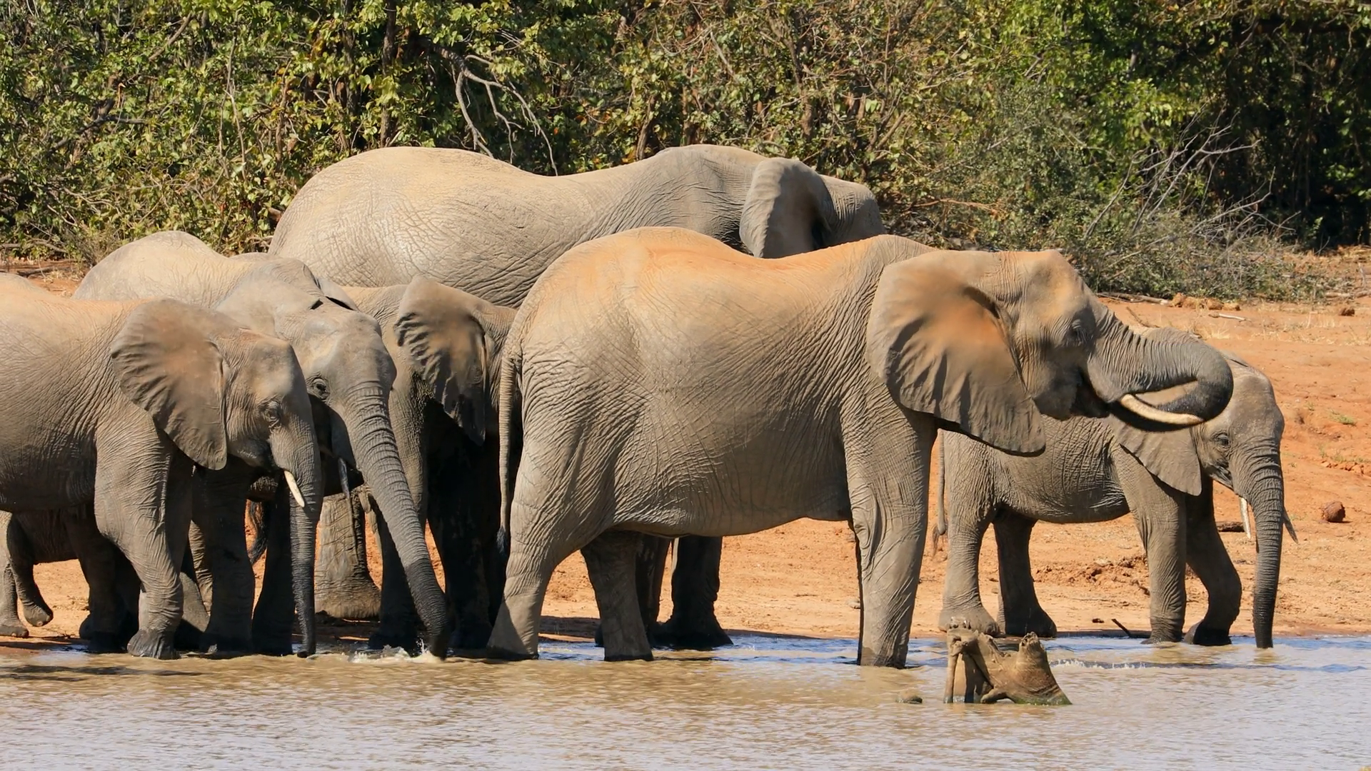 A Herd Of African Elephants (loxodonta Stock Footage SBV-353125917 ...