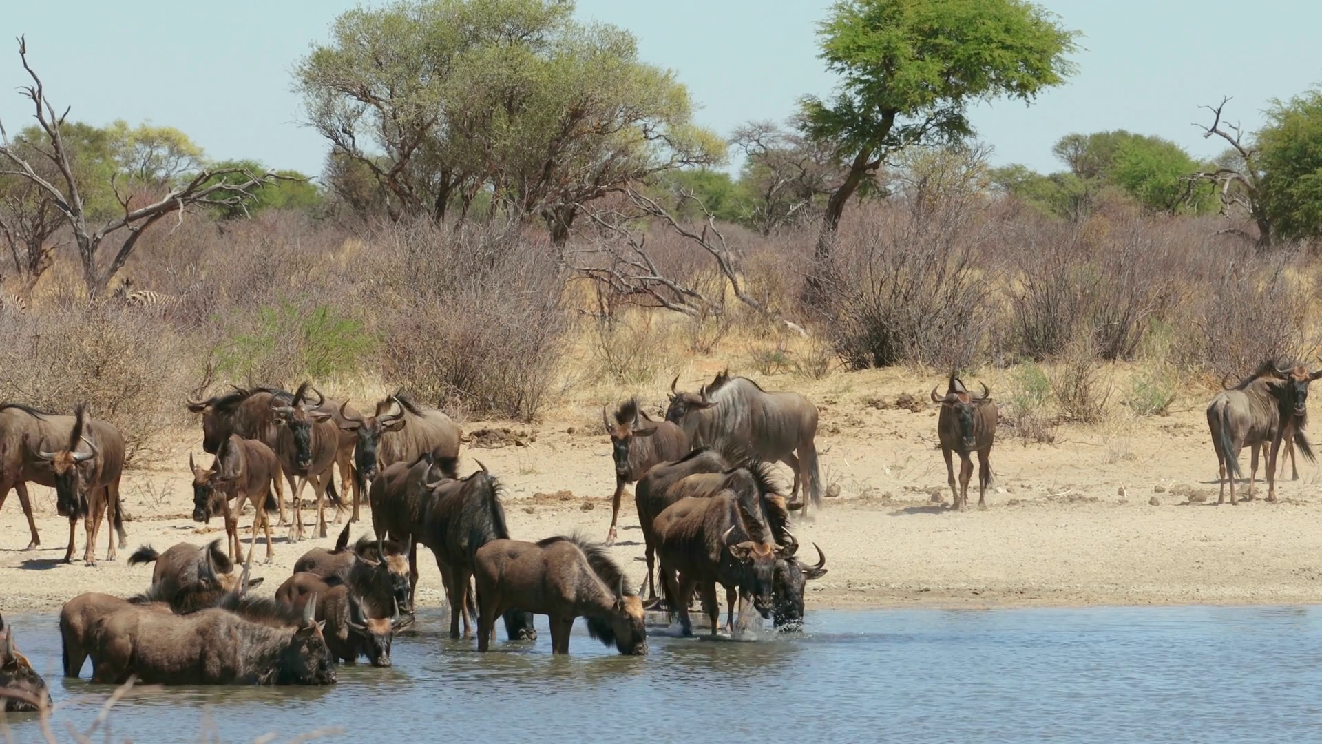 Herd Of Blue Wildebeest (connochaetes Stock Footage SBV-352300648 ...
