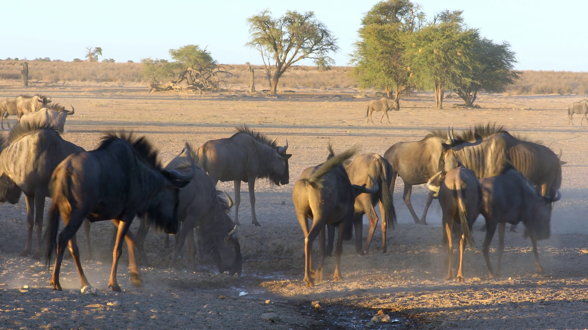Herd Of Blue Wildebeest (connochaetes Stock Footage SBV-352386019 ...