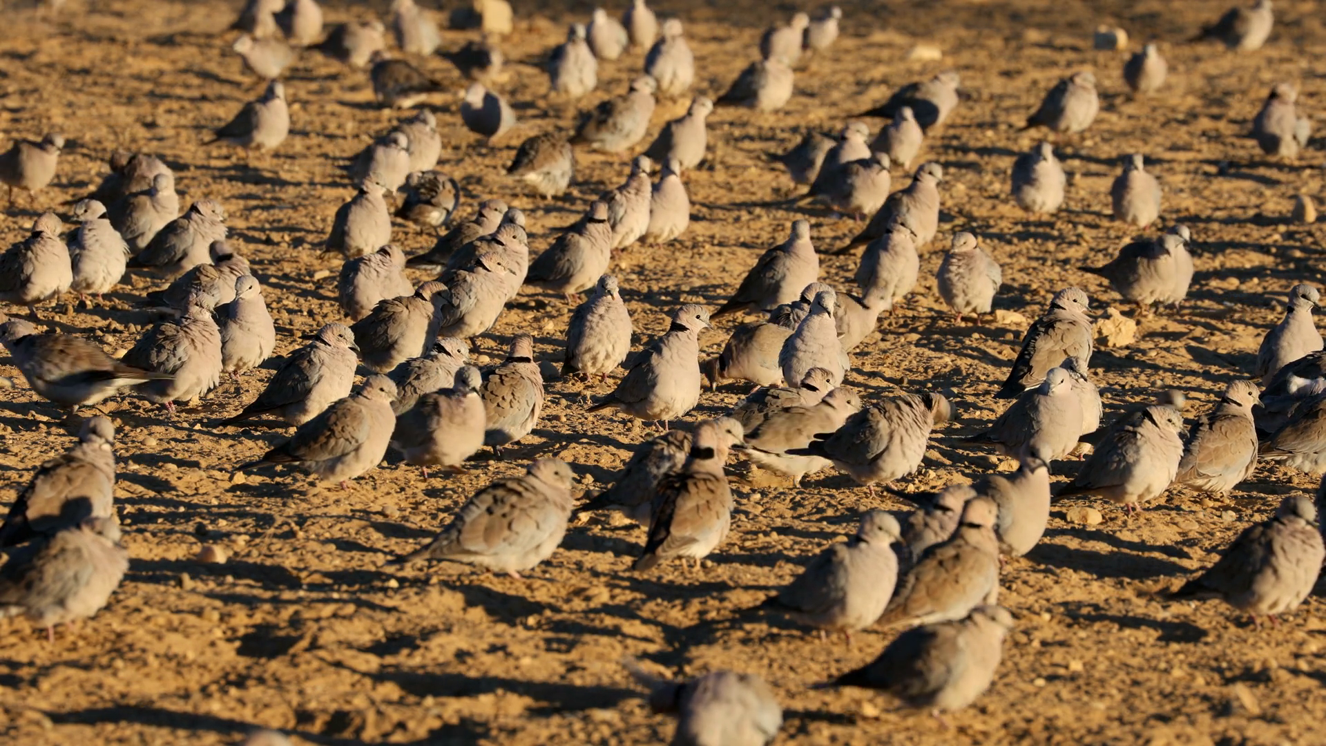 Large Flock Of Cape Turtle Doves Stock Footage SBV-352834998 - Storyblocks