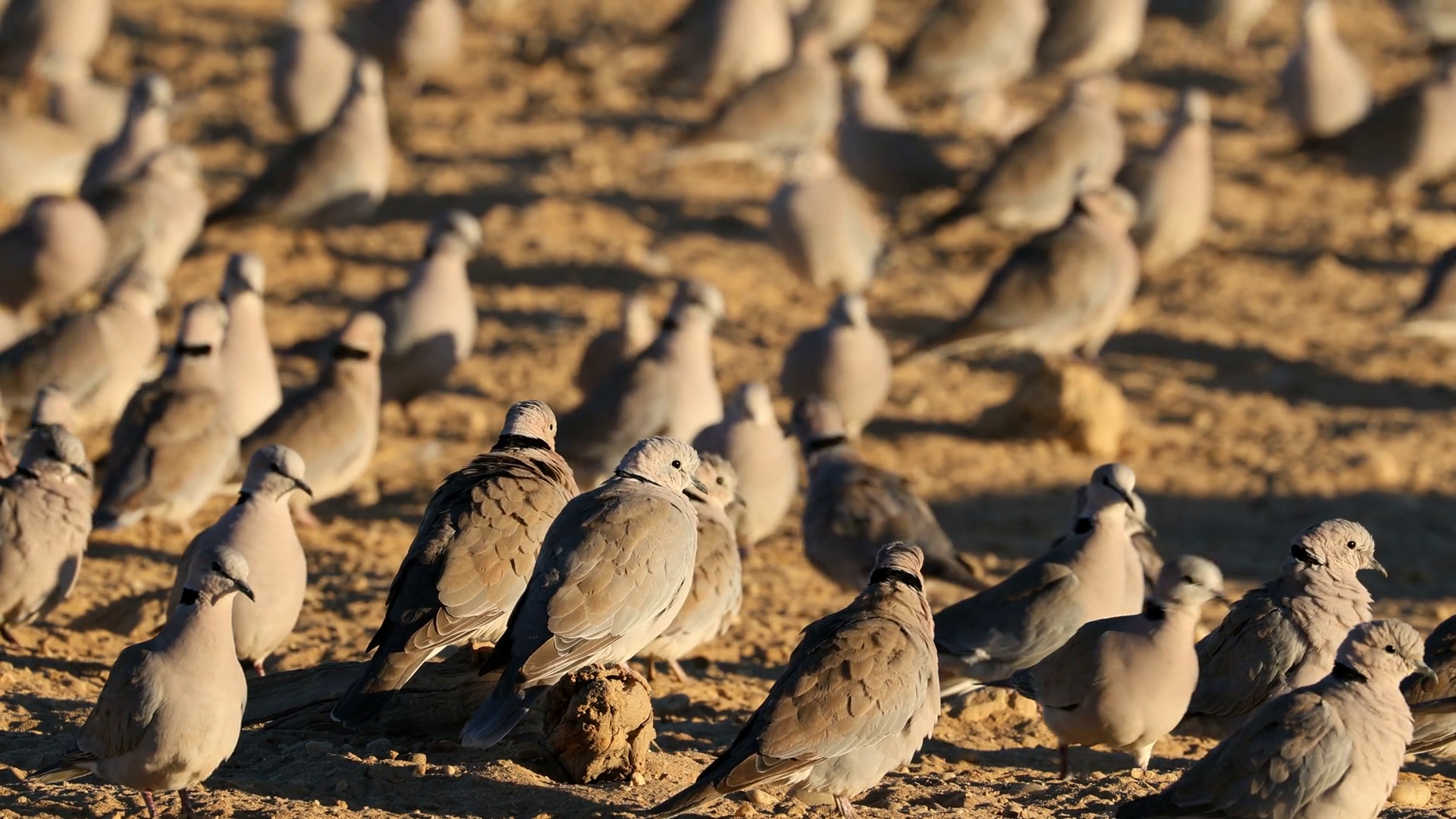 Large Flock Of Cape Turtle Doves Stock Footage SBV-352347630 - Storyblocks