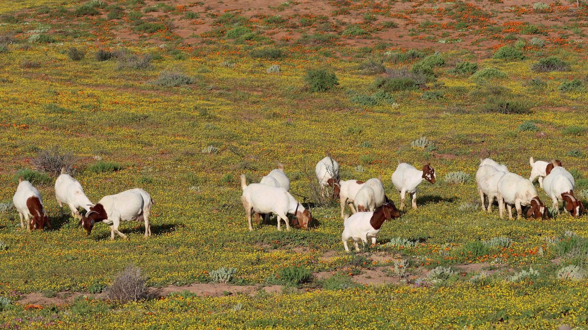 Free-range Goats Feeding In Field With Stock Footage SBV-352667622 ...