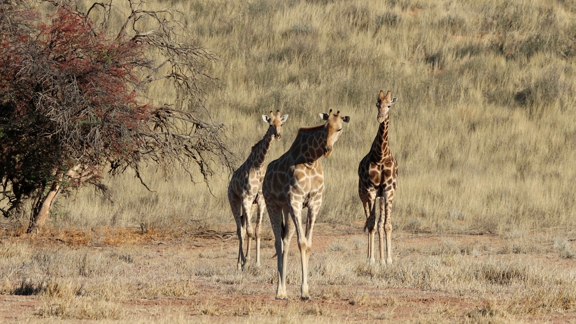 Giraffes (giraffa Camelopardalis) Walking In Stock Footage SBV ...