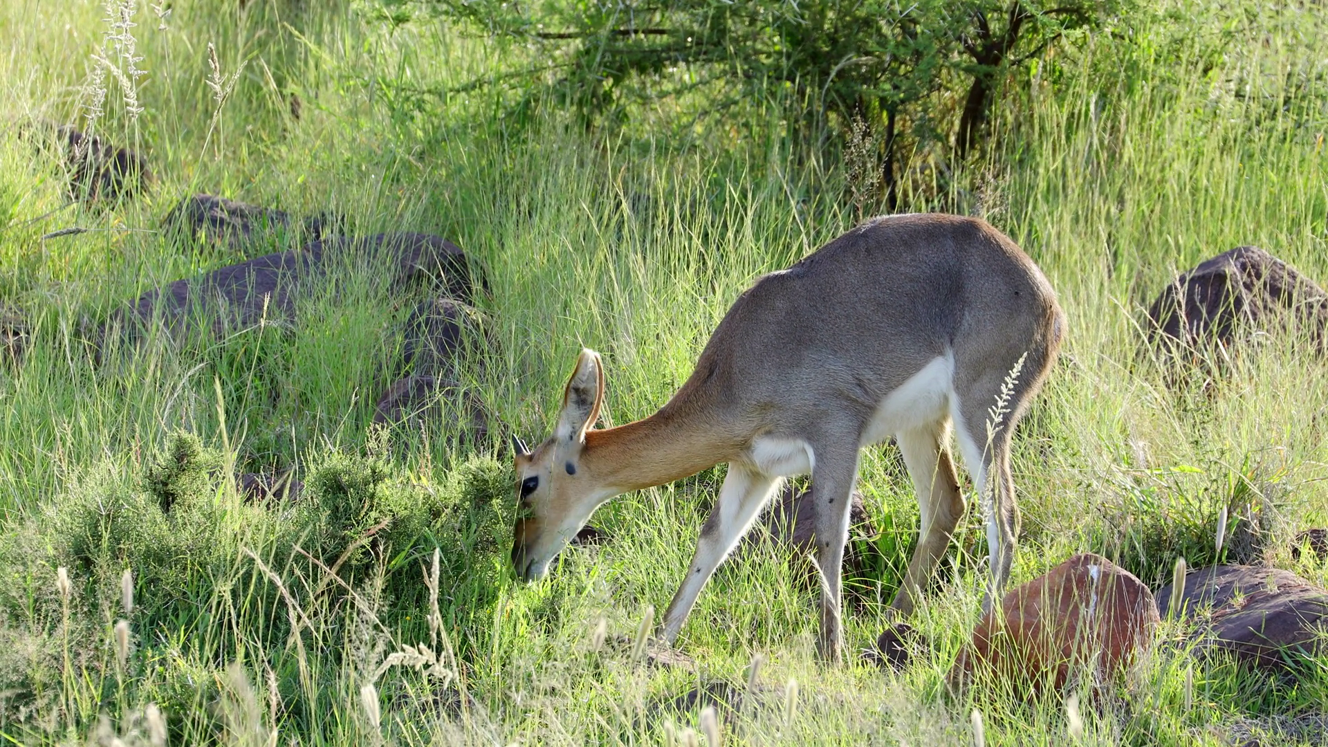 A Grey Rhebuck (pelea Capreolus) Feeding In Stock Footage SBV-352655668 ...
