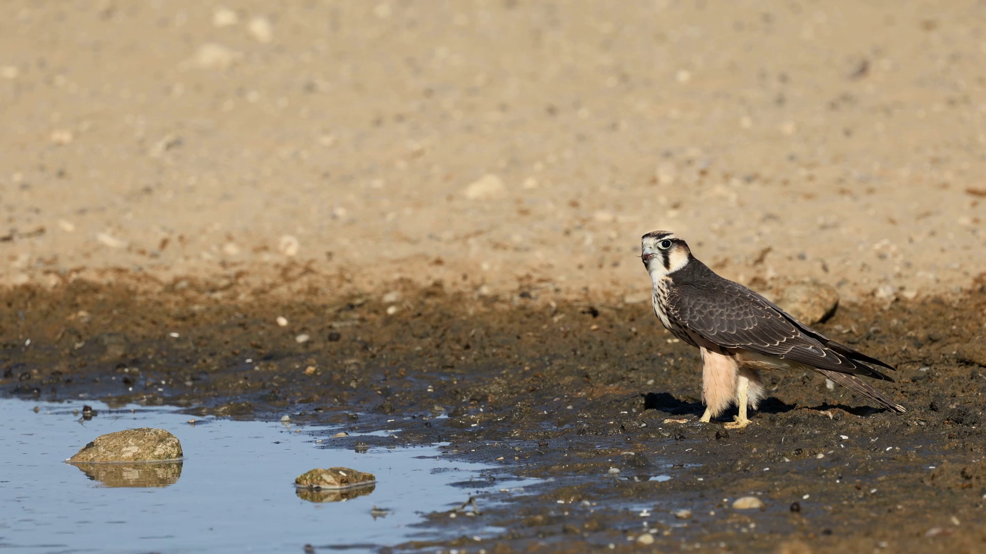 A Lanner Falcon (falco Biarmicus) Drinking Stock Footage SBV-352304175 ...