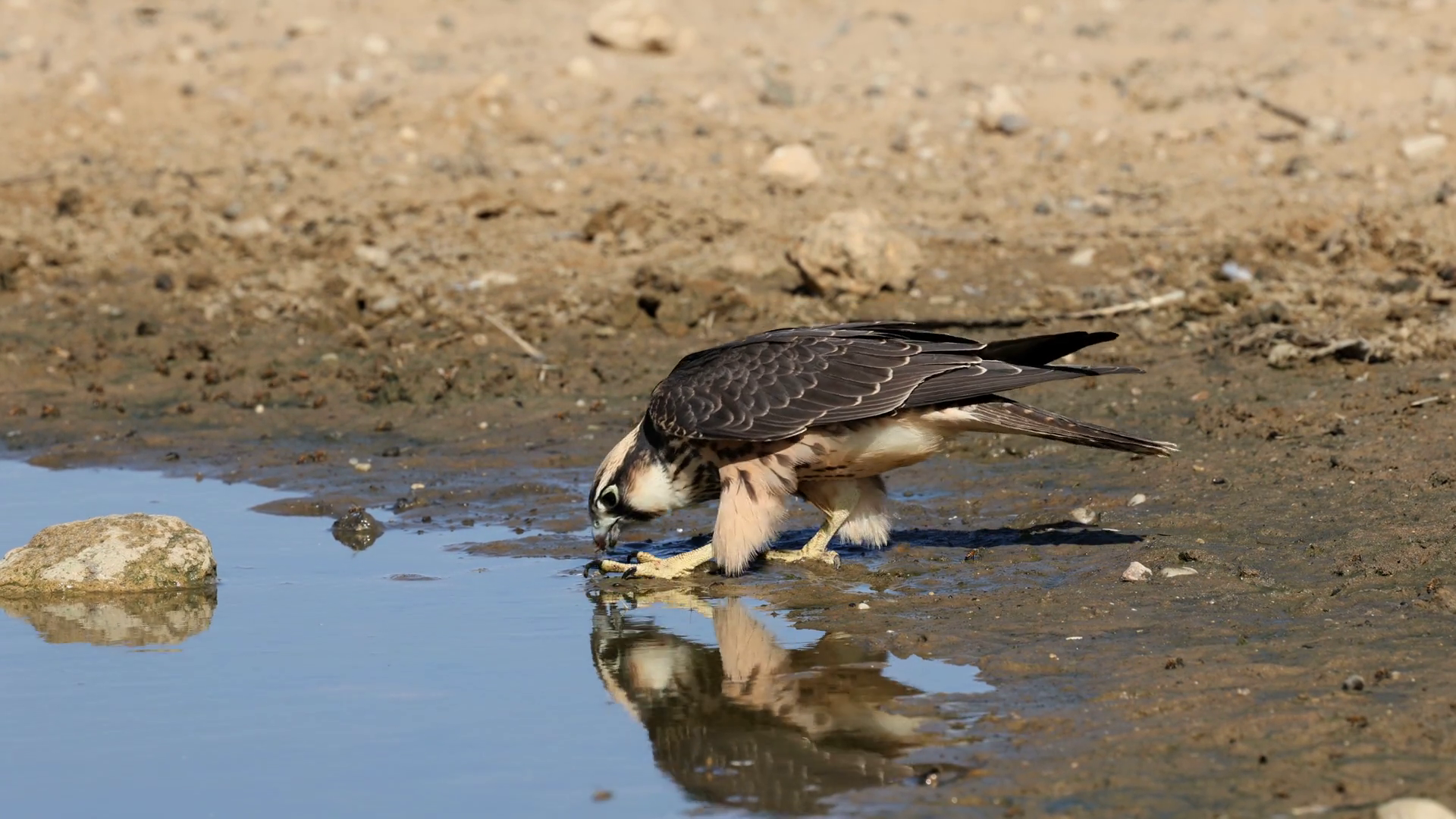 A Lanner Falcon (falco Biarmicus) Drinking Stock Footage SBV-352422218 ...
