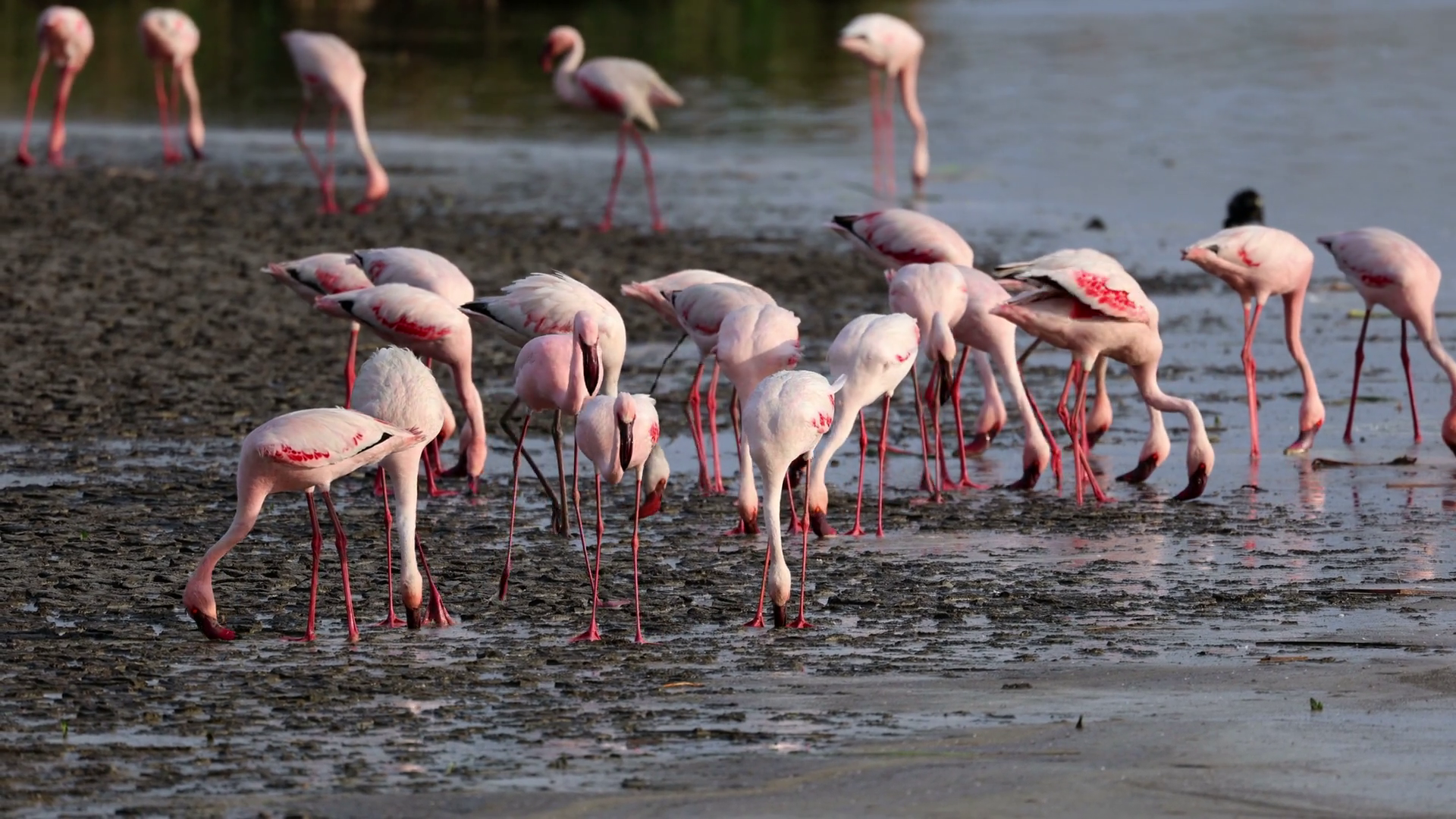 Group Of Lesser Flamingos (phoenicopterus Stock Footage SBV-352813468 ...