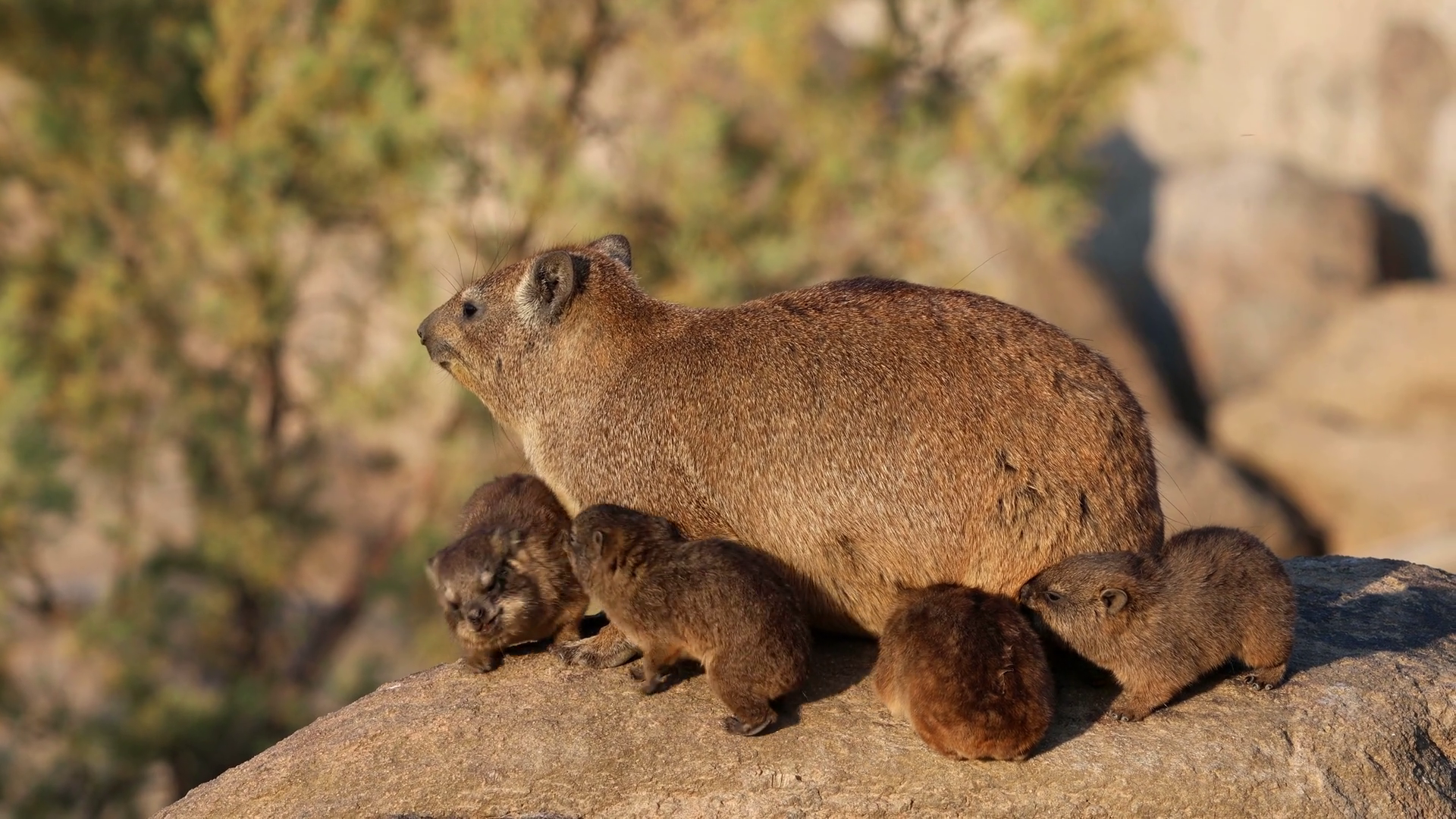 A Rock Hyrax (procavia Capensis) With Small Stock Footage SBV-352363714 ...