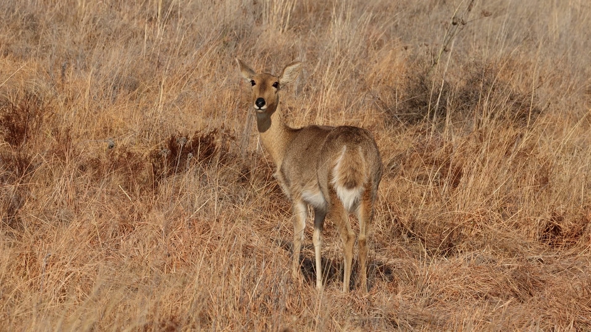 A Female Southern Common Reedbuck (redunca Stock Footage SBV-352859251 ...