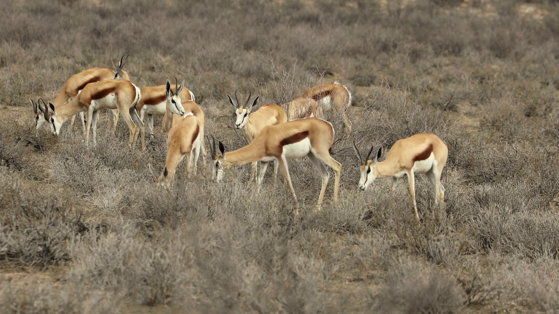A Herd Of Feeding Springbok Antelopes Stock Footage SBV-352438939 ...