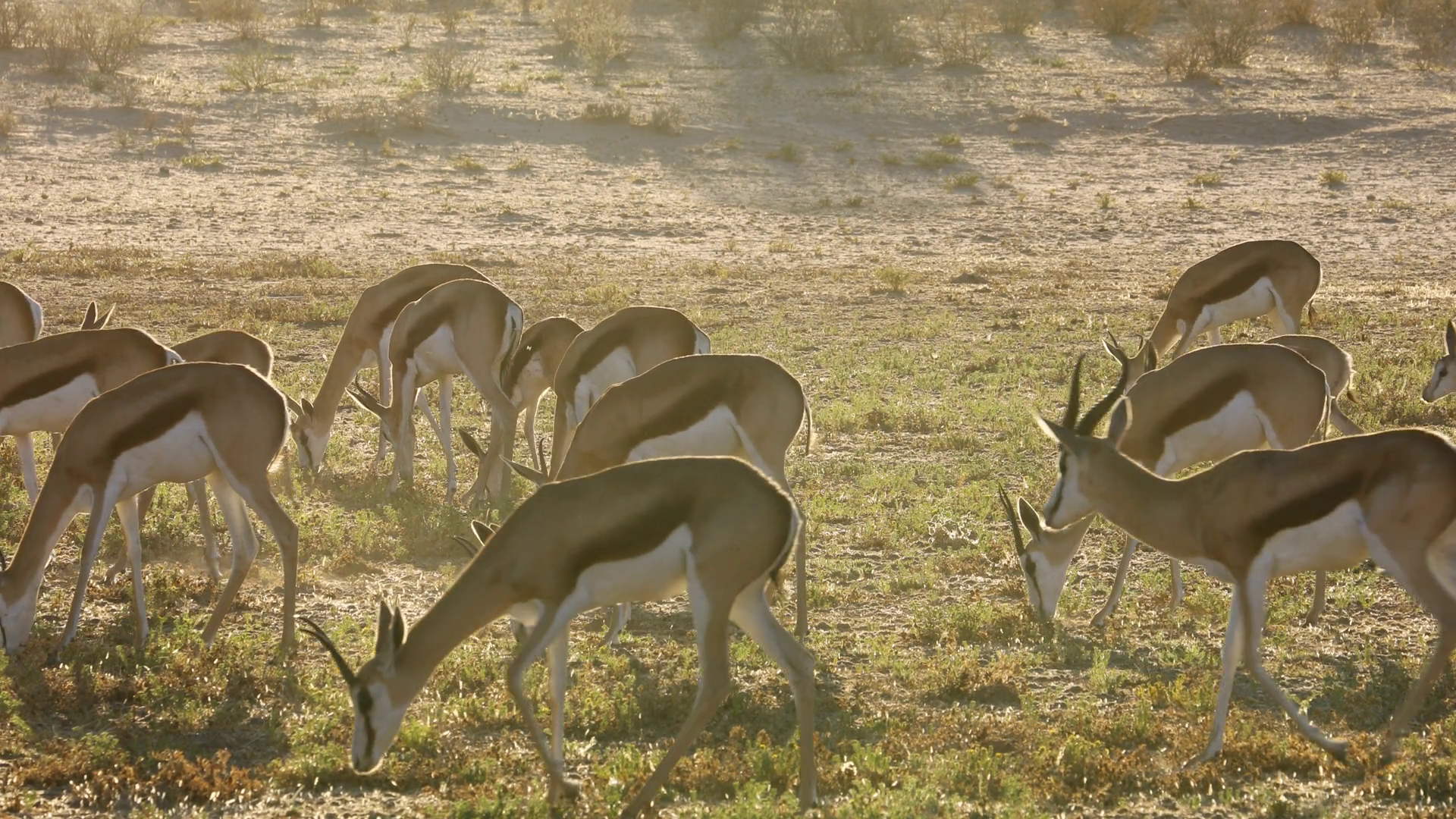Herd Of Springbok Antelopes (antidorcas Stock Footage SBV-352594361 ...