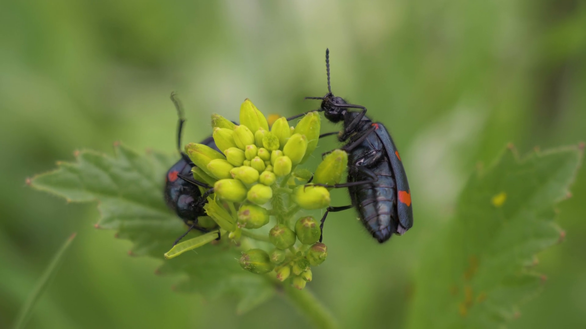 Two Mylabris Beetles Eat Yellow Flowers Slow Stock Footage SBV