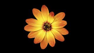 orange flower cutout spinning on plain background