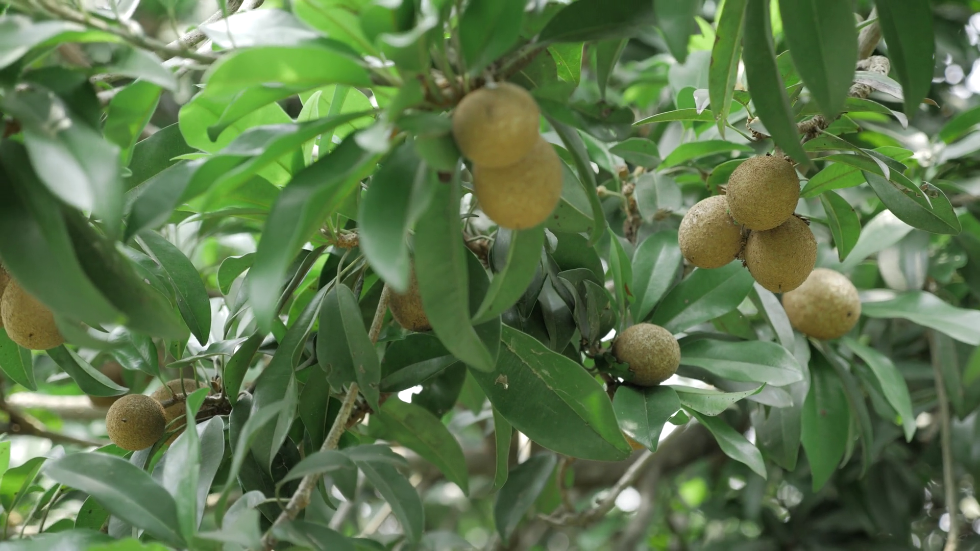 Natures Bounty Tree Laden With Ripe Stock Footage SBV-352253893 ...