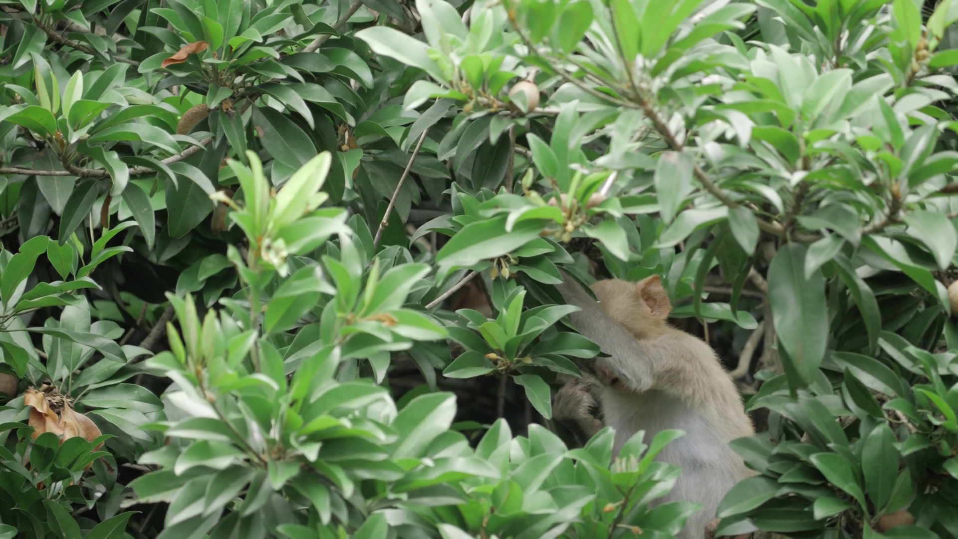 Monkeys Delight Sweet Secrets Of Sapota Tree Stock Footage SBV ...