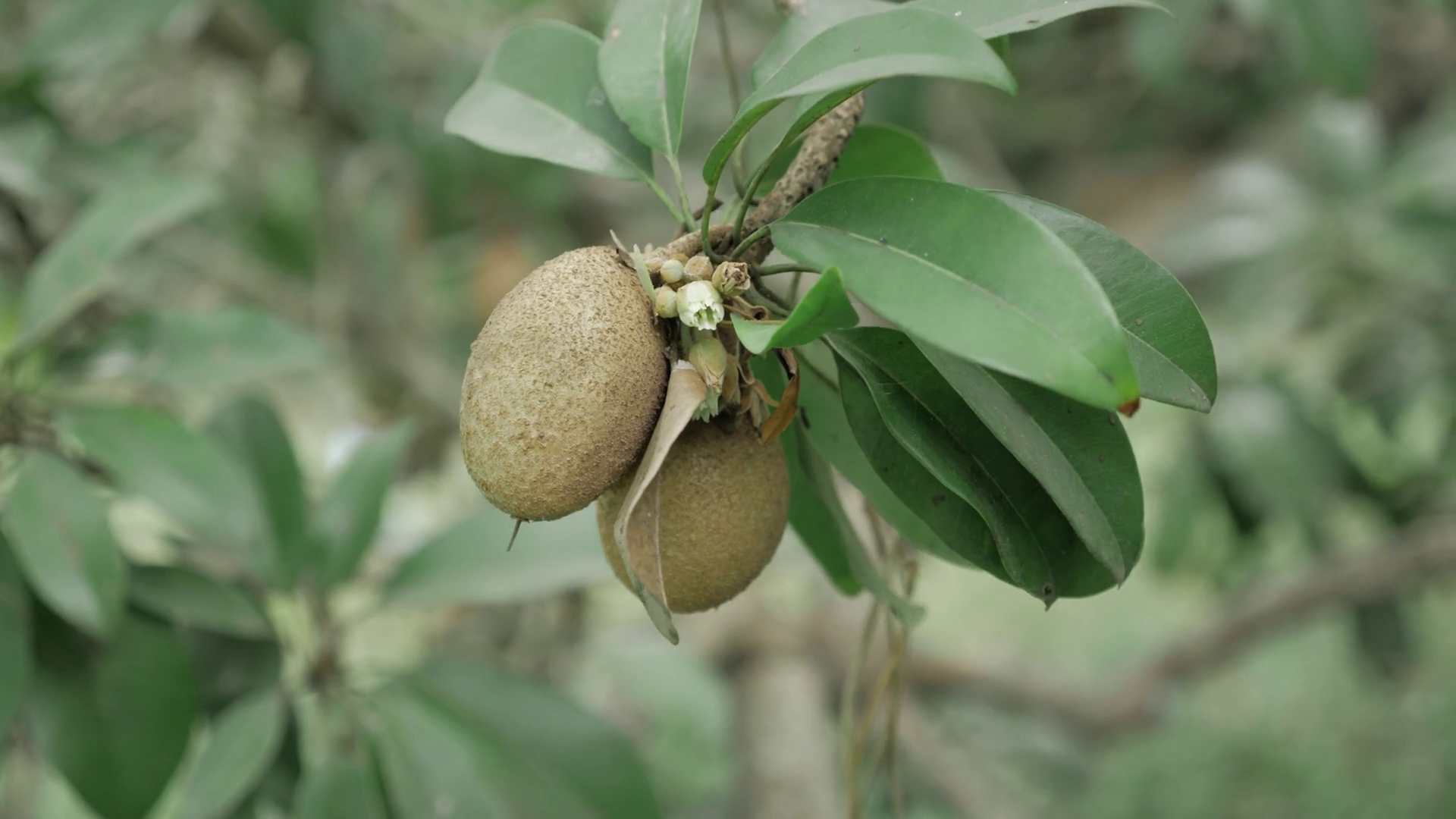 Natures Bounty Closeup View Of Mango Tree Stock Footage SBV-352256561 ...