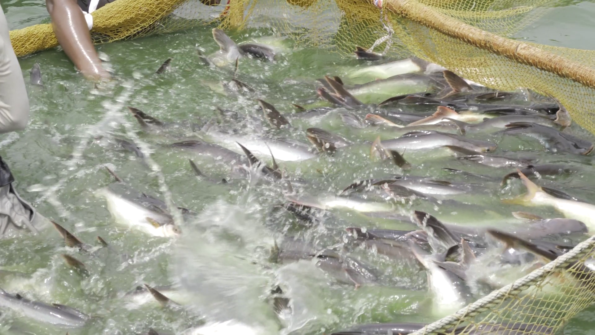 Bountiful Catch Heart Of Sustainable Stock Footage SBV-352264411 ...