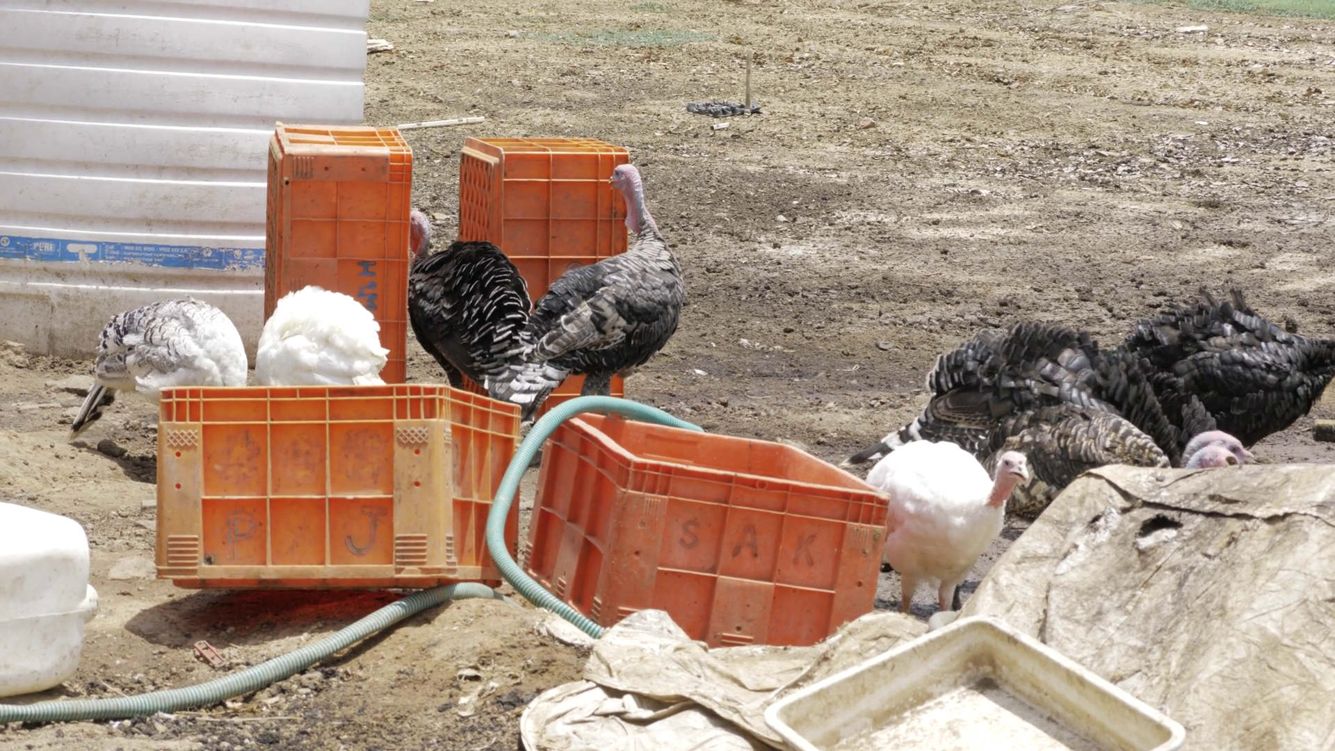 Poultry In Motion Day In Life Of Chicken Stock Footage SBV-352264241 ...