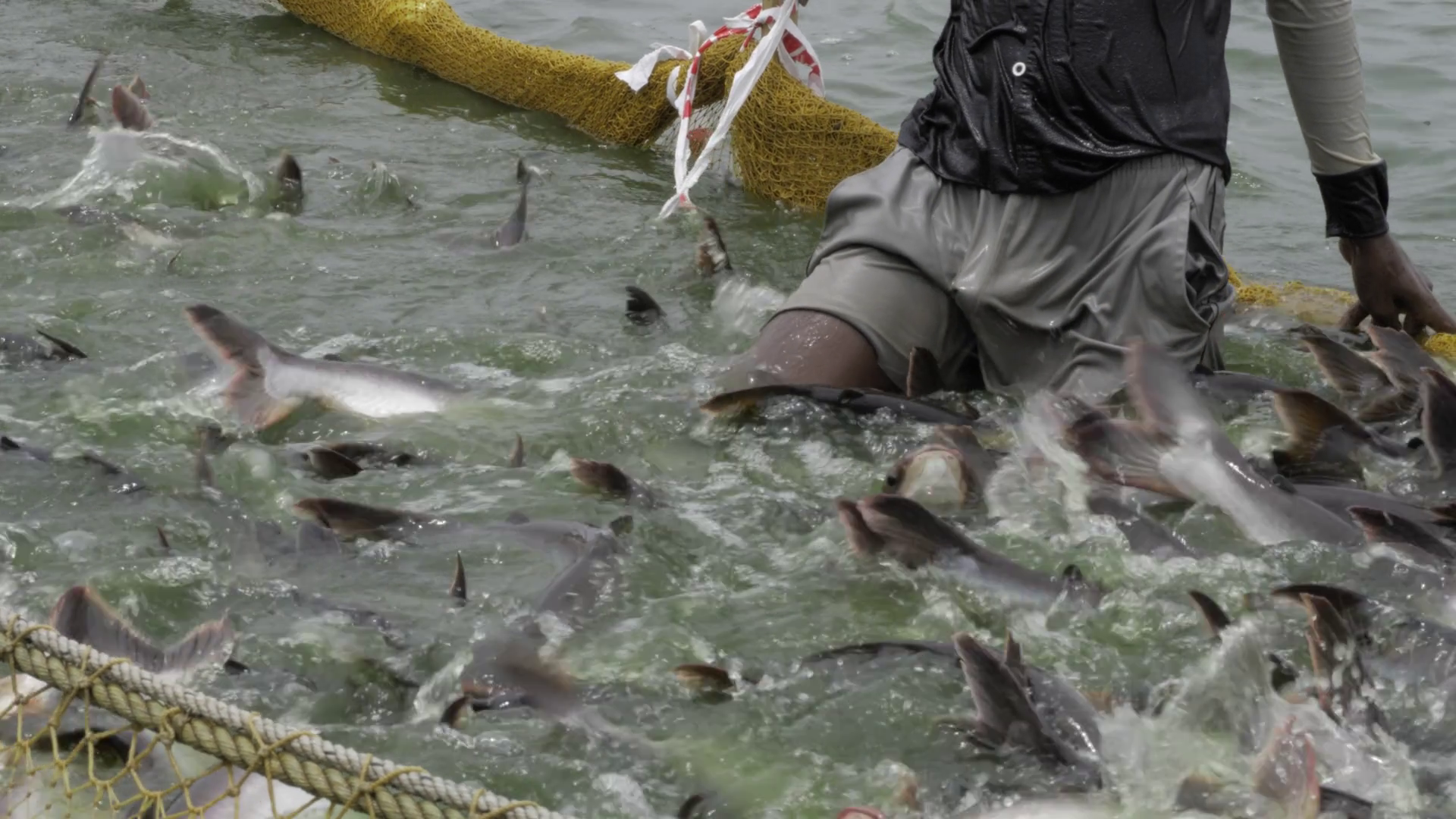 Harvesting Bountiful Catch In Heart Of Stock Footage SBV-352264571 ...