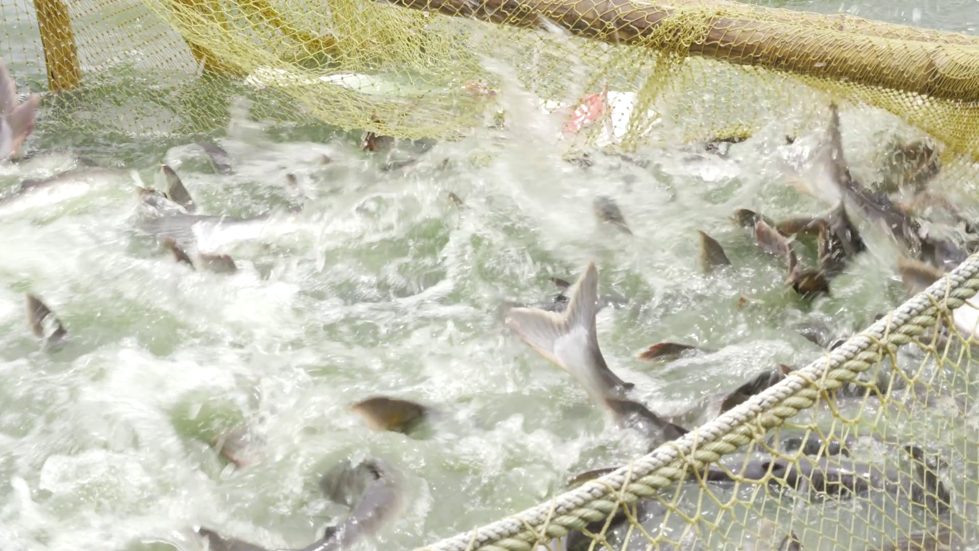 Bountiful Harvest In Making Fish Farming In Stock Footage SBV-352264602 ...