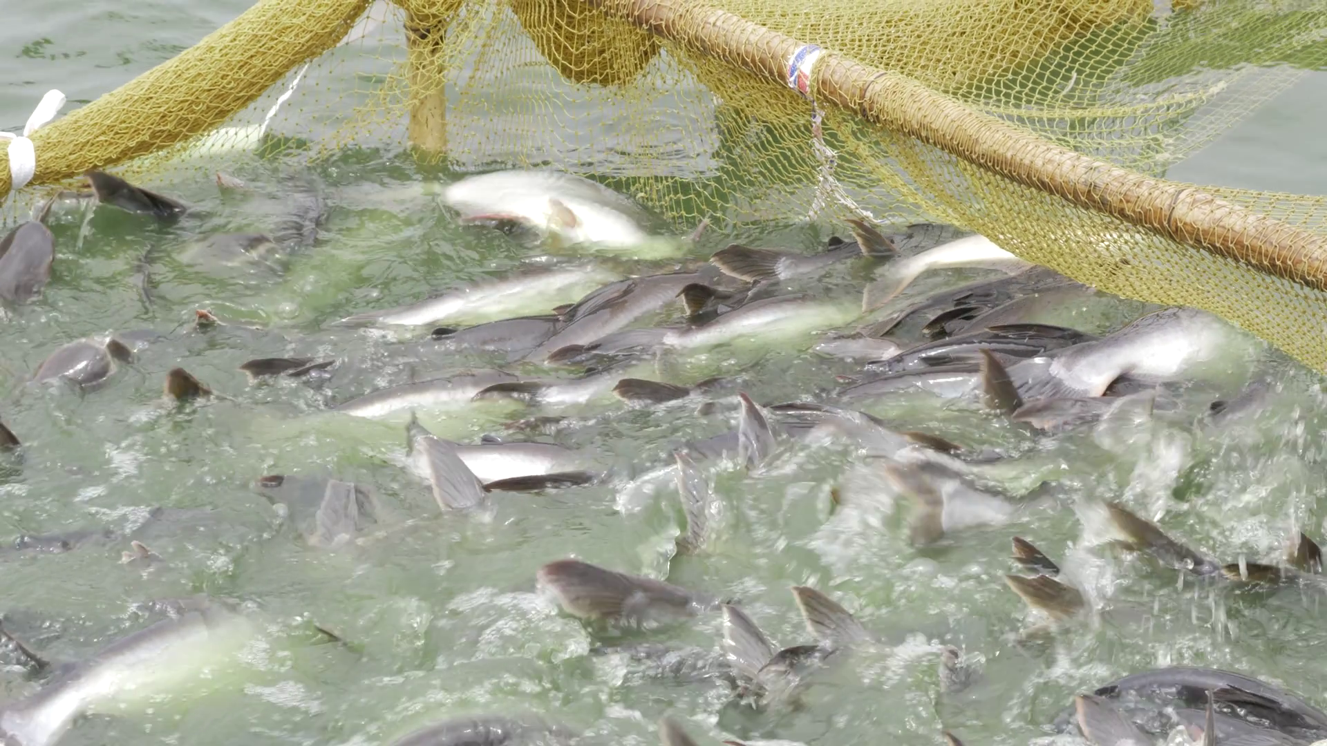 Bountiful Harvest In Making Fish Farming In Stock Footage SBV-352264660 ...