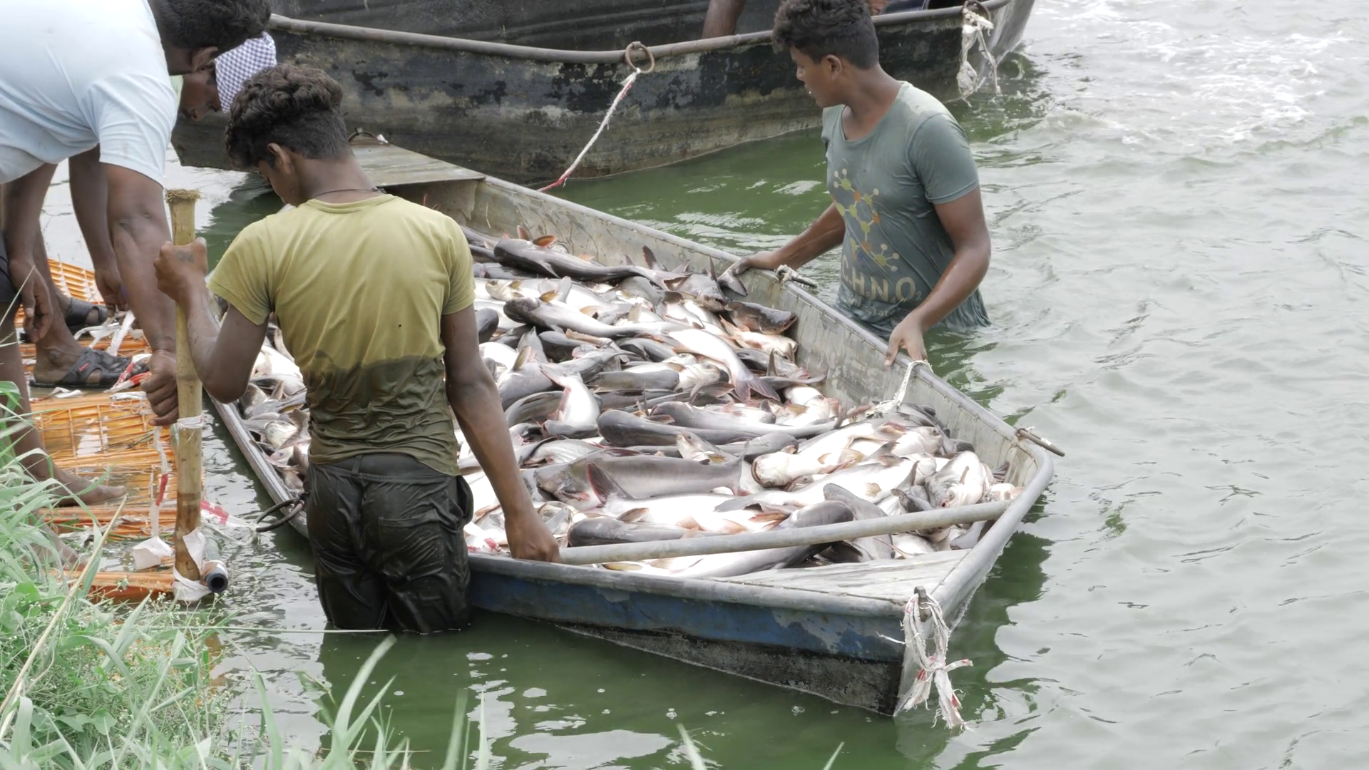 Harvesting Bountiful Catch Day In Life Of Stock Footage SBV-352264415 ...