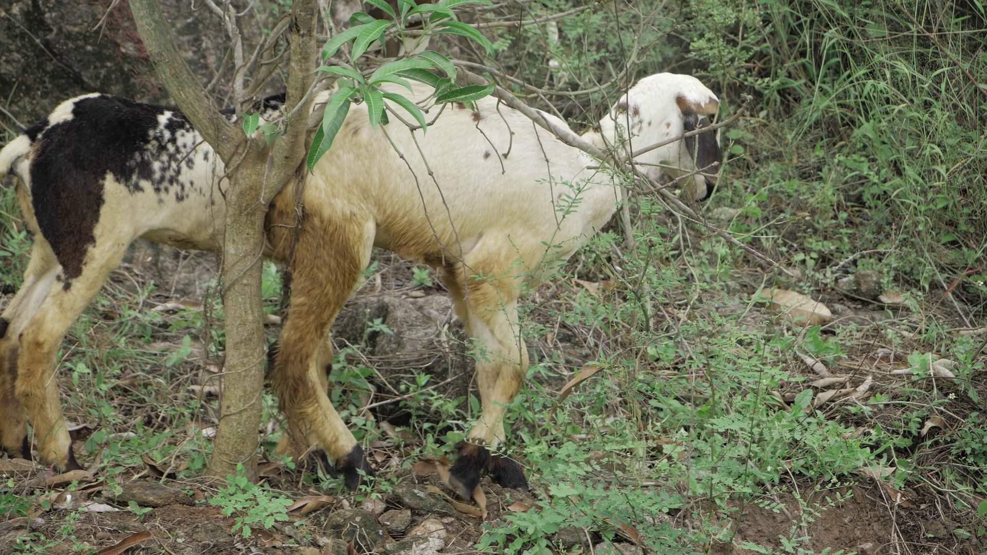 Goat In Wild - Close-up Look At Majestic Stock Footage SBV-353128268 ...