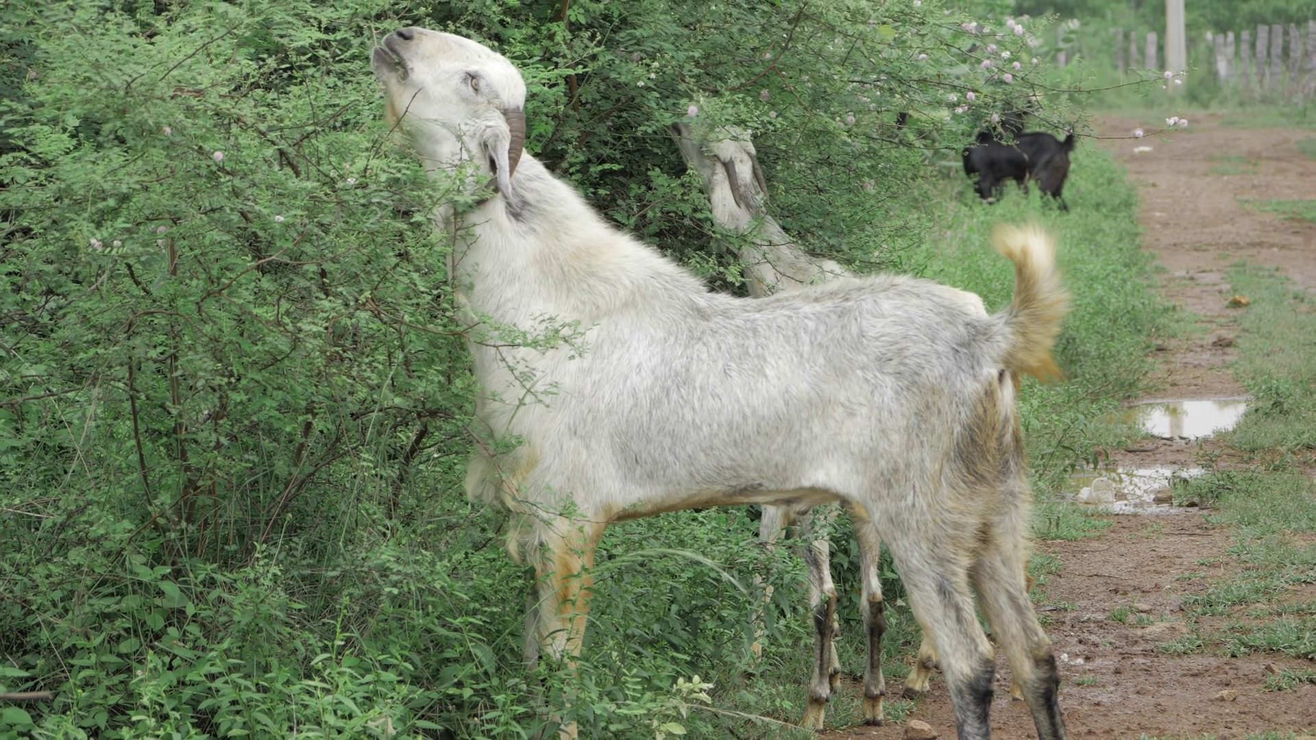 Discover Wild Goat's Habitat In Thick Bushes Stock Footage SBV ...