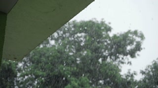 Raindrops on Branches - A Moment of Natural Serenity