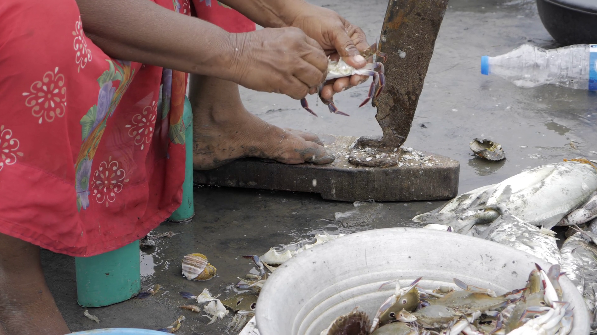 Handful Of Seafood - Journey Into World Of Stock Footage SBV-353133744 ...