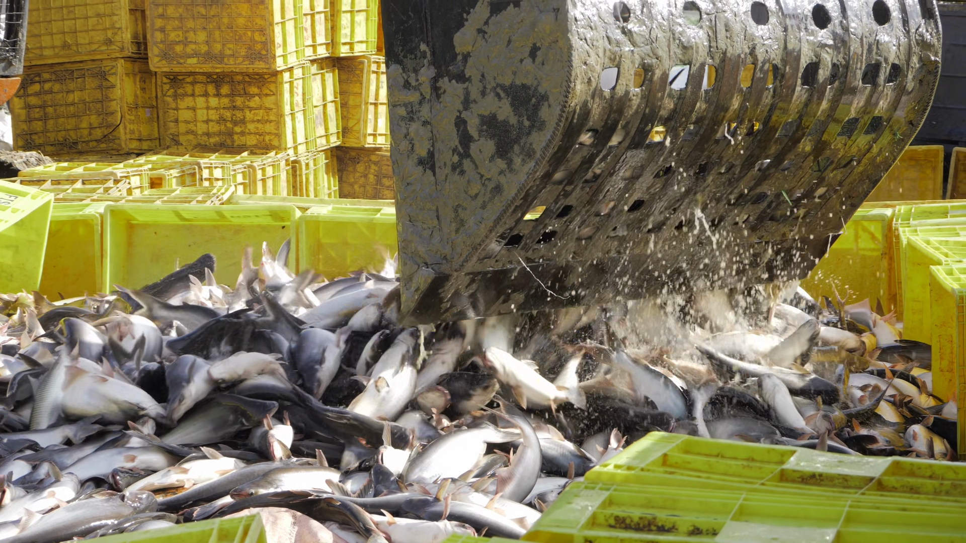Industrial Aquaculture - Automation In Fish Stock Footage SBV-353776094 ...