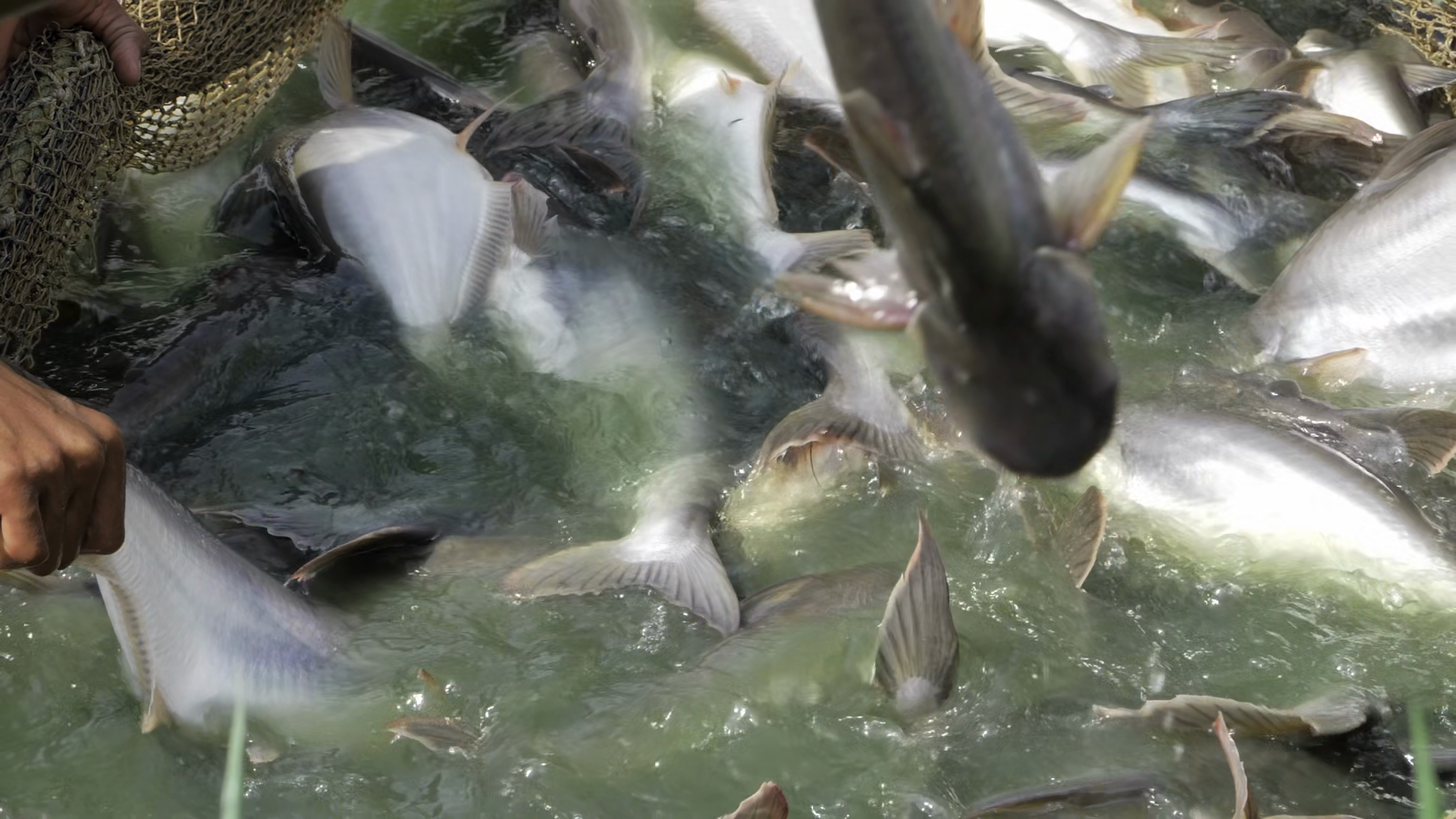 Hand Reaching Out To Touch Fish In Pond Stock Footage SBV-353775152 ...