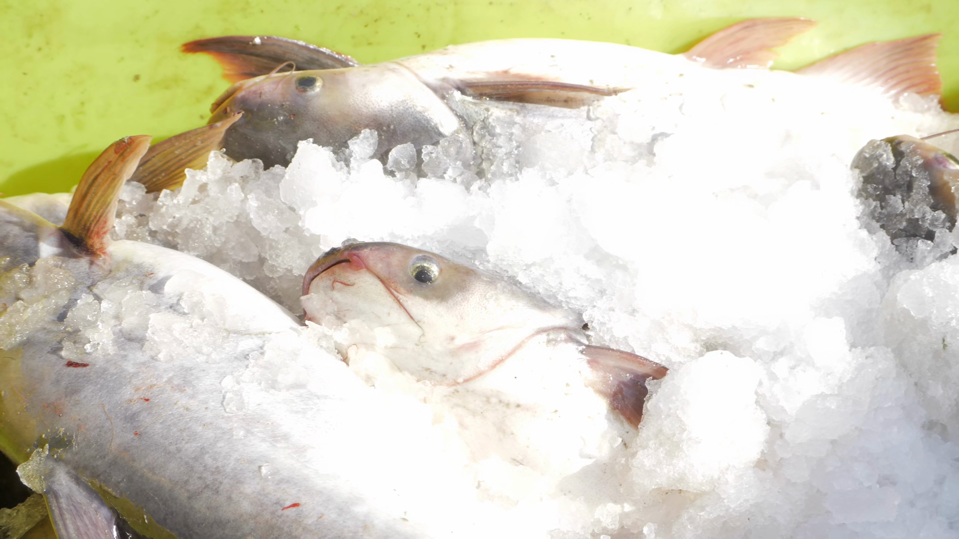 Freshly Caught - Delightful Fish Bounty Stock Footage SBV-353776485 ...