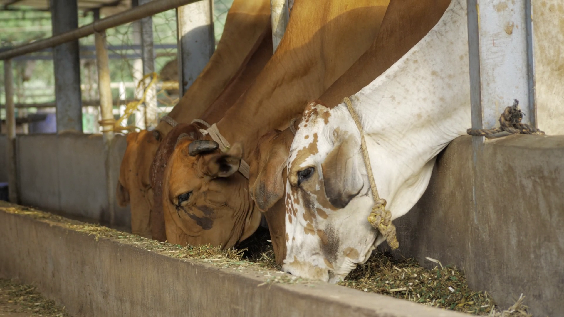 Cows' Mealtime - Close-up Look At Farm Stock Footage SBV-352373817 ...