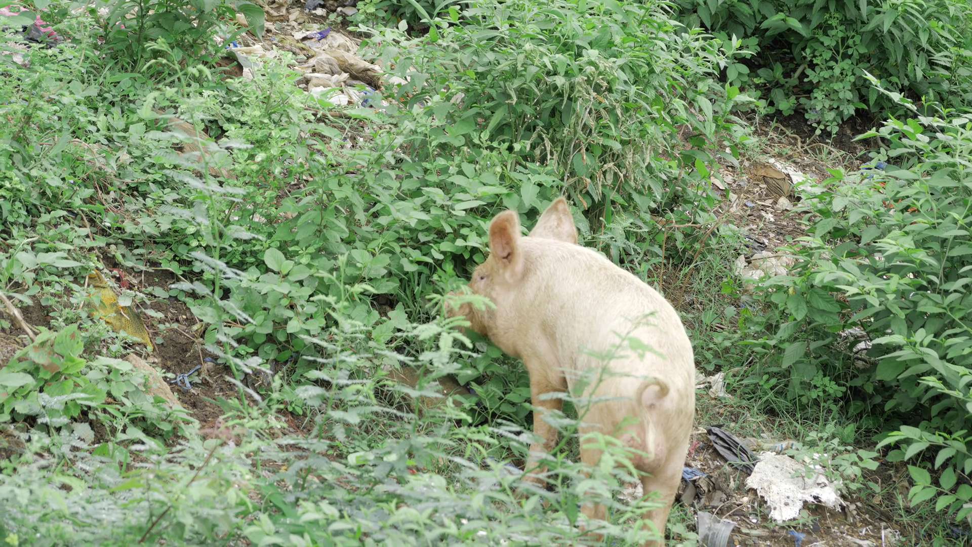 Scavenging In Wild - Pig's Perspective Stock Footage SBV-352791286 ...