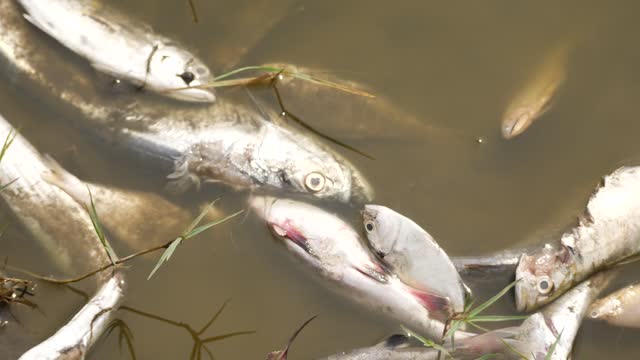 Biting Fish Stock Footage: Royalty-Free Video Clips - Storyblocks