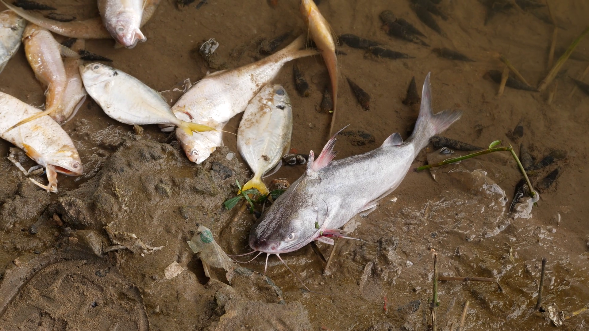 Dead Catfishes Sardines Laying Lifelessly On Stock Footage SBV ...