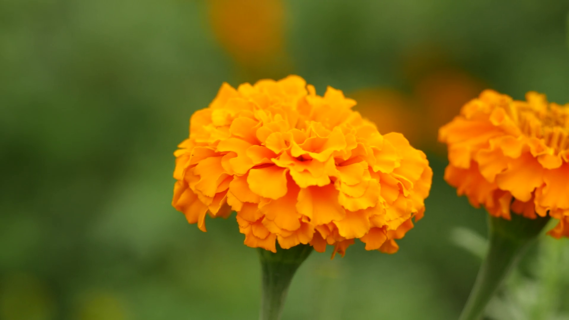 Zoomed In Bright Orange Marigold Flowers Stock Footage SBV347324947