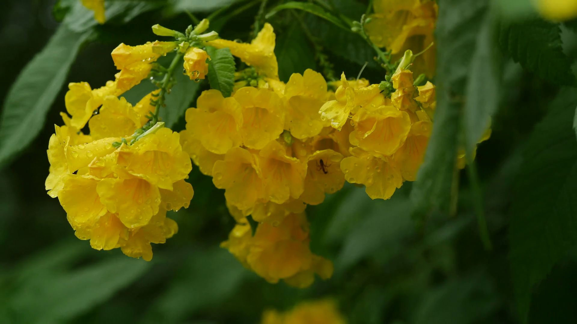 beautiful bunch of yellow elder flower on tree Stock Video Footage 00
