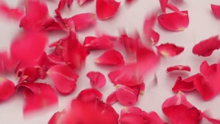 Rose petals Falling, against white